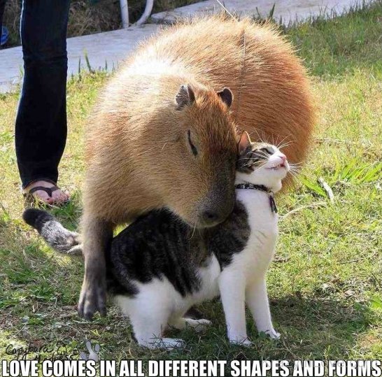 Capybara and Cat