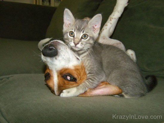 Dog Love Cat 