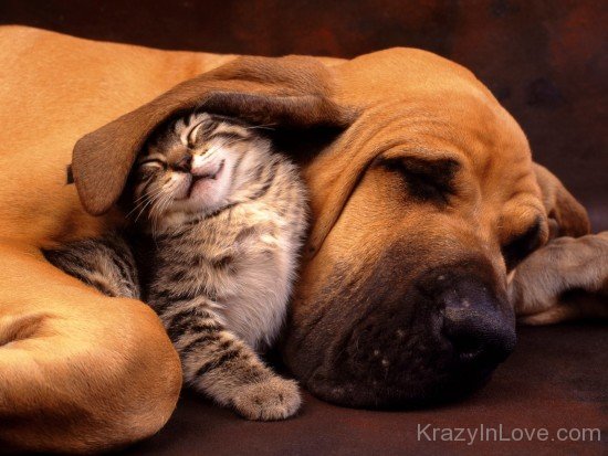 Cats and Dogs Love