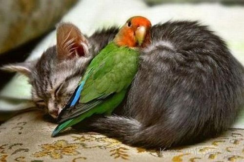 Cute Animal Best Friends