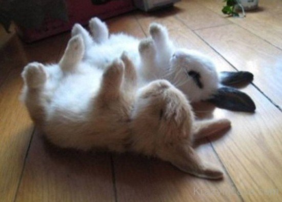Cute Baby Bunnies