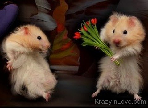 Funny Animal Valentine's Day