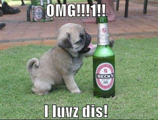 OMG I Lovz Dis