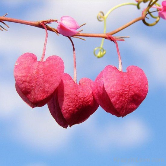 Hearts Leaves Hanging On Tree