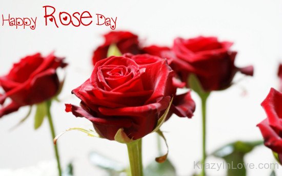 Happy Rose Day