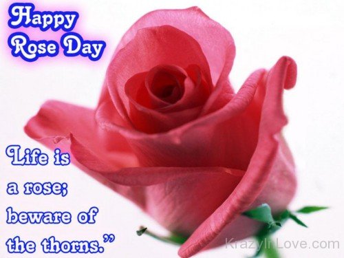 Happy Rose Day Pink Rose Image