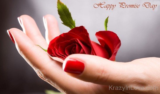 Wishing You Happy Promise Day With Red Rose