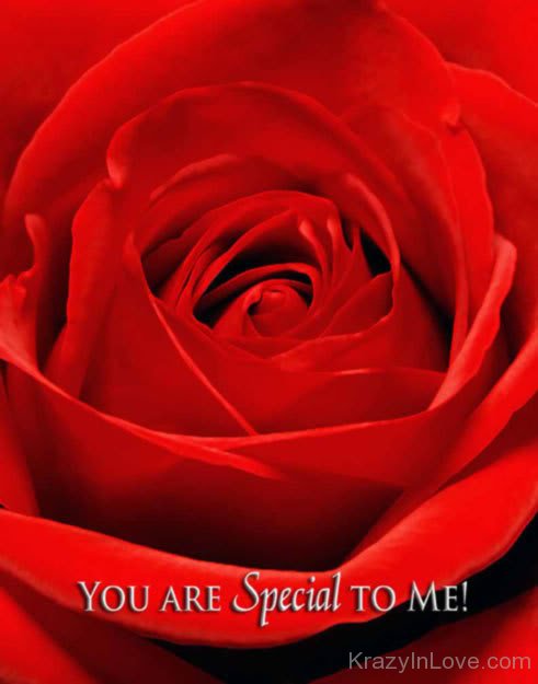 You Are Special To Me Red Rose Image