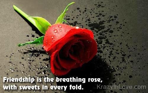 Friendship Is The Breathing Rose-lik705