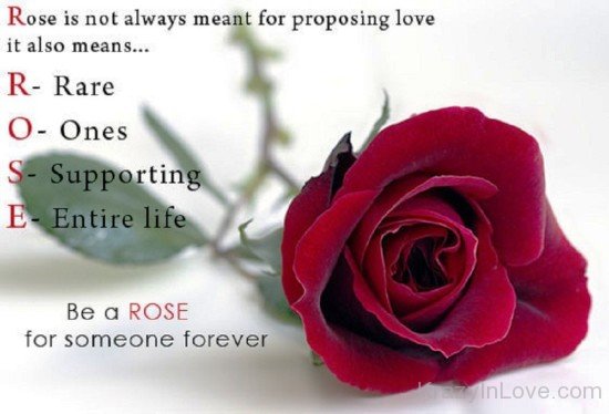 Rose Is Not Always Meant For Proposing Love-lik718
