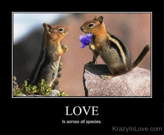 Love Is Across All Species-vy514