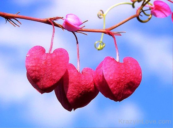 Heart Shaped Leafs Hanging From A Branch-tvw248