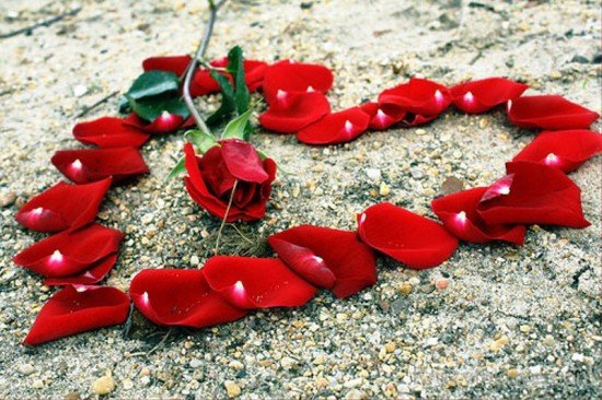 Make Hearts With Rose petals-tvw261