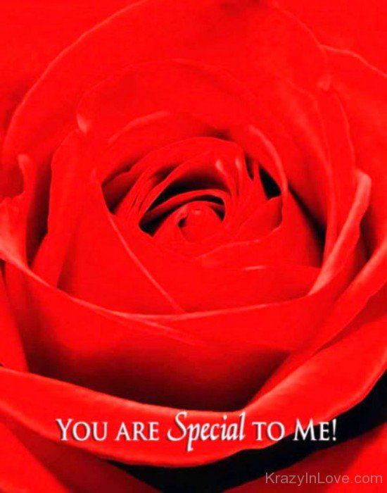 You Are Special To Me Red Rose Image-tbw248